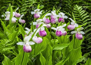 20448197-Rare-orchidee-selvatiche-lady-pantofola-in-natura-Archivio-Fotografico