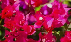 bouganville-flowers.jpg_1041655378