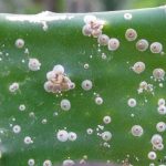 cocciniglia-rimedi-naturali_ng2