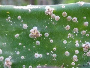 cocciniglia-rimedi-naturali_ng2