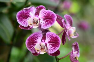 Beautiful pink Phalaenopsis orchid flower blossom in Thailand