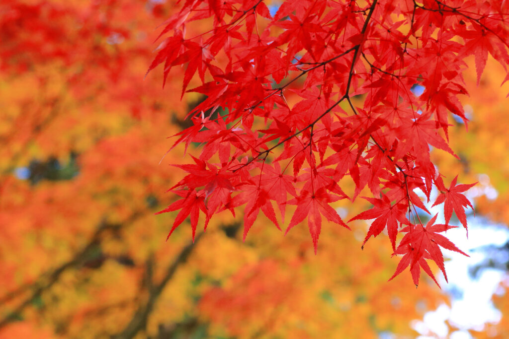 lg_fall_leaves_shutterstock