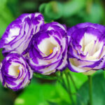 lisianthus