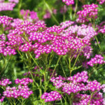 Achillea