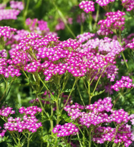 Achillea