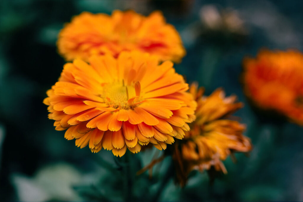 Calendula