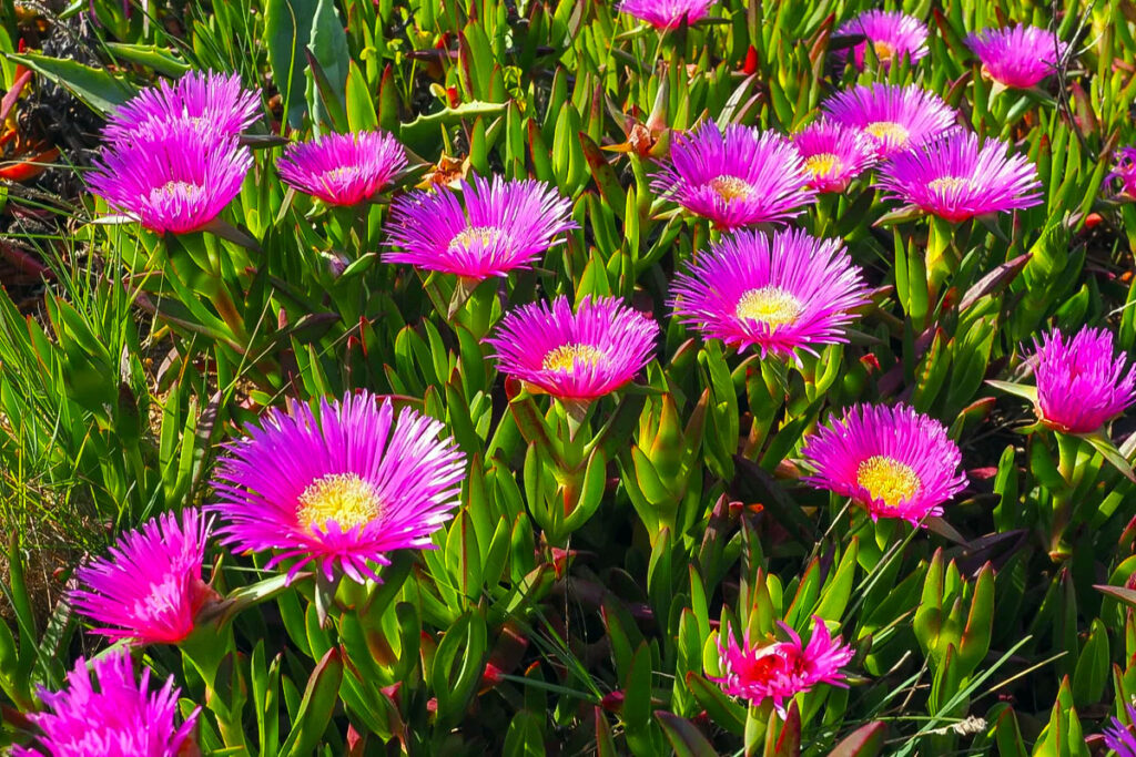 Carpobrotus