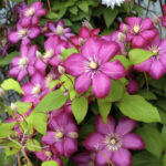 Clematis