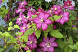 Clematis