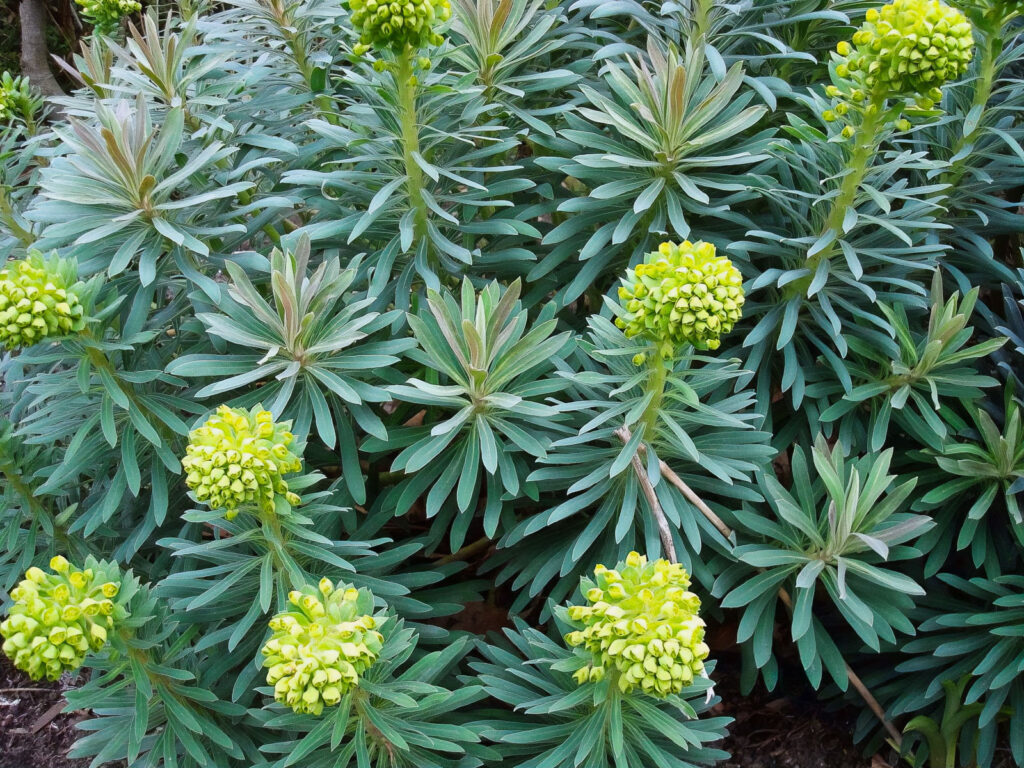 Euphorbia