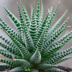 Haworthia