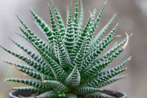 Haworthia