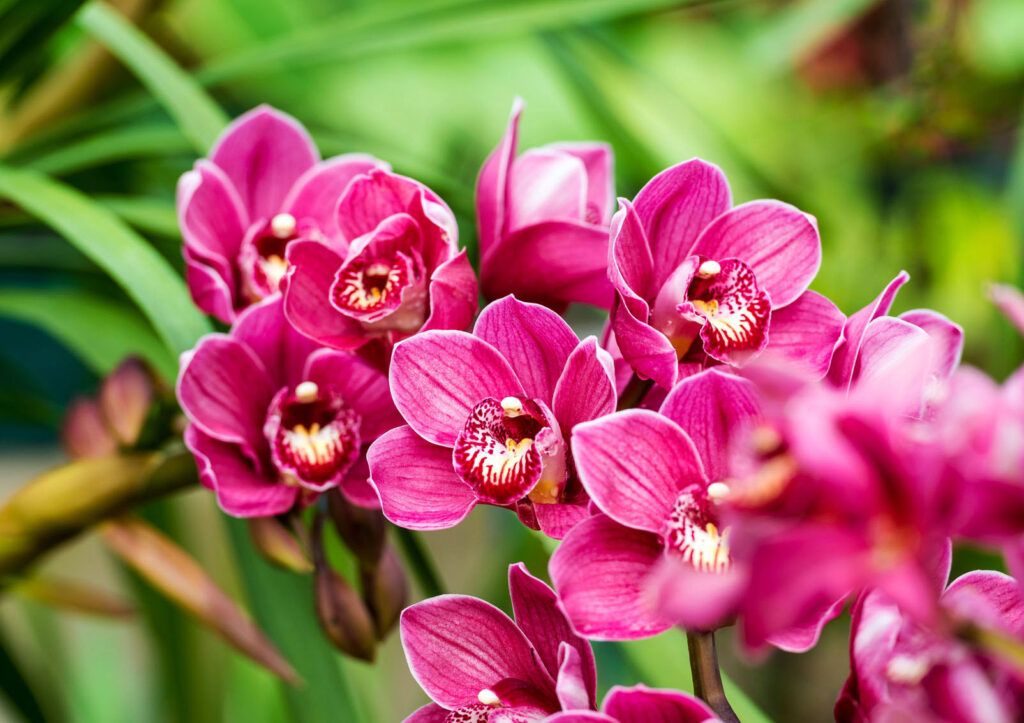 Orchidea cymbidium