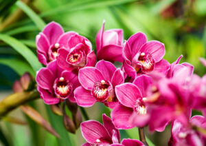 Orchidea cymbidium