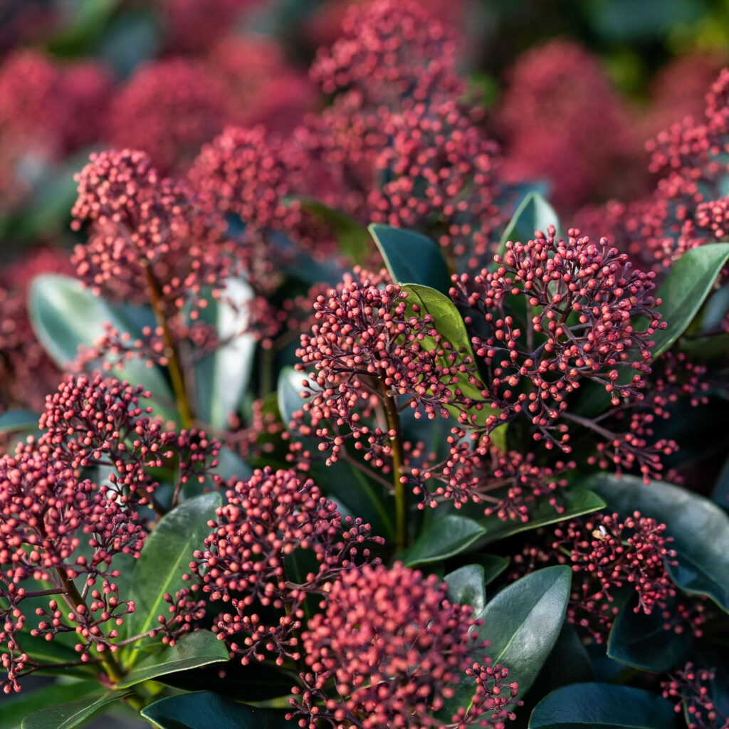 Skimmia