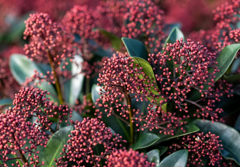 Skimmia