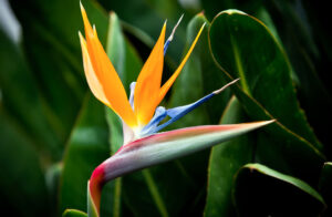 Strelitzia