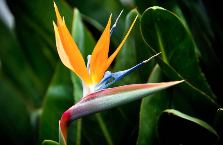 Strelitzia