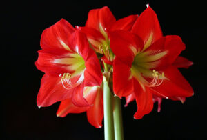 amaryllis