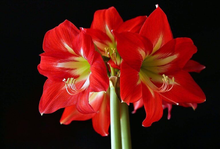 amaryllis