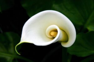 calla