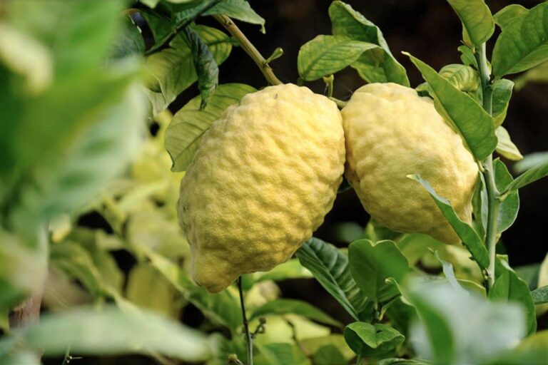 cedro