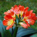 clivia