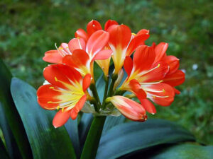 clivia