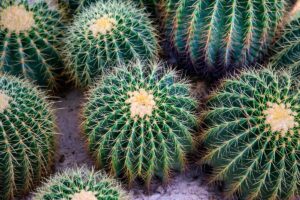 echinocactus-grusonii