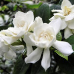 gardenia2