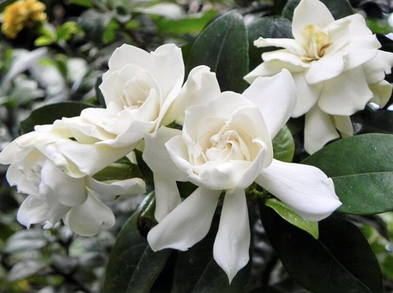 gardenia2