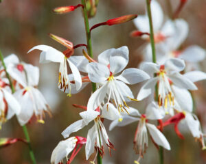 gaura