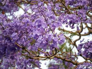 jacaranda