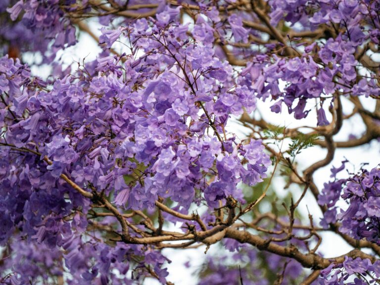 jacaranda