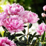 peonie