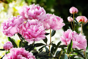 peonie