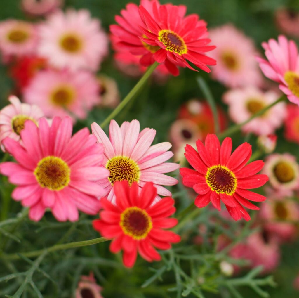 pink-and-red-daisies-royalty-free-image-1721590111