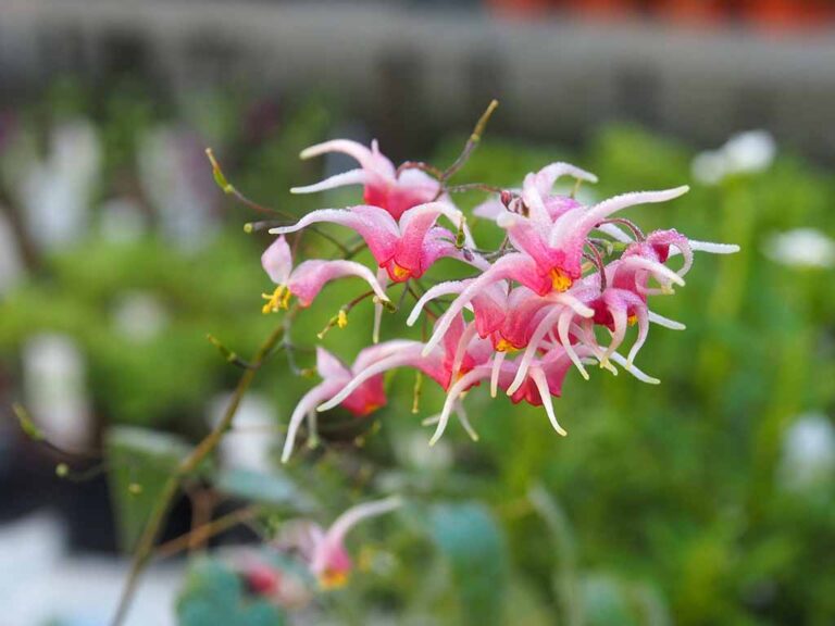 9Epimedium-Pink-Champagne