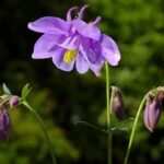 Aquilegia-vulgaris-2-scaled