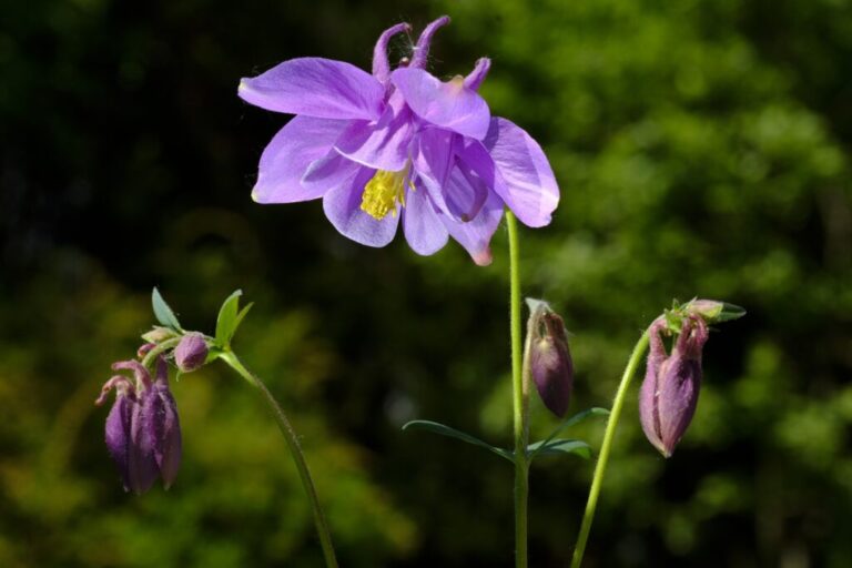 Aquilegia-vulgaris-2-scaled