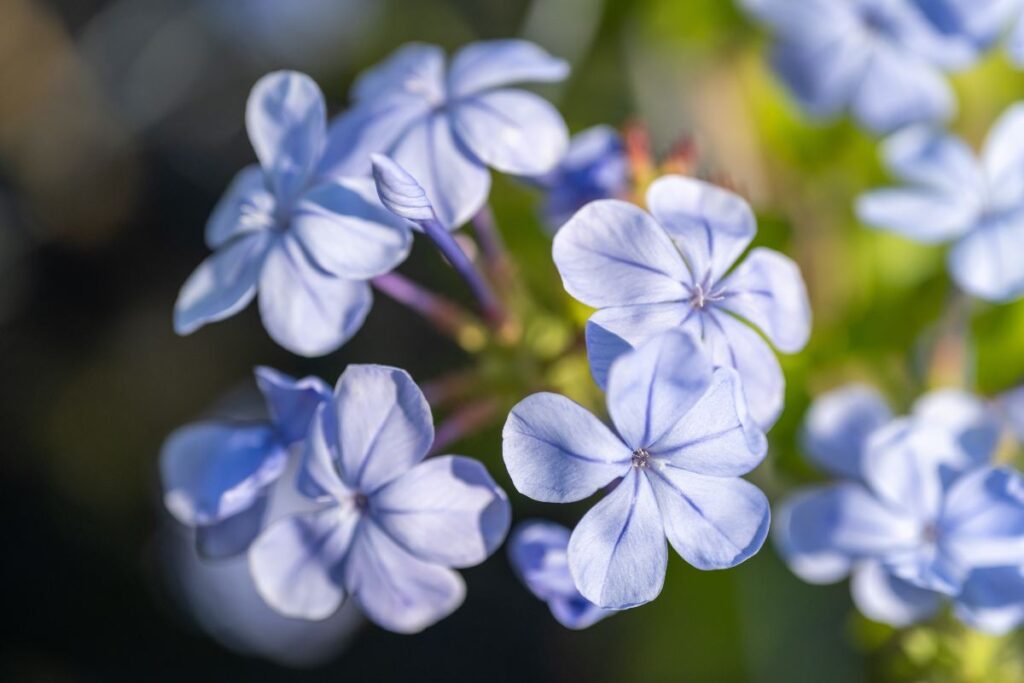 Come-potare-il-Plumbago-per-farlo-crescere-al-meglio