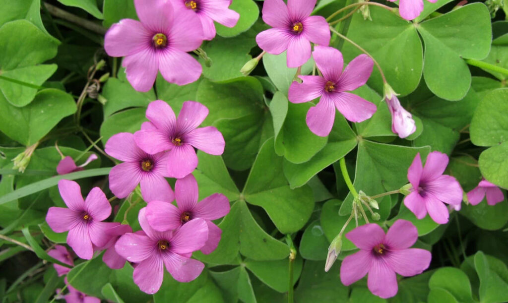 Oxalis acetosella