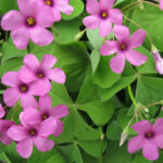 Oxalis acetosella