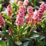 Persicaria-affinis-Kabouter