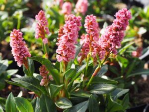 Persicaria-affinis-Kabouter