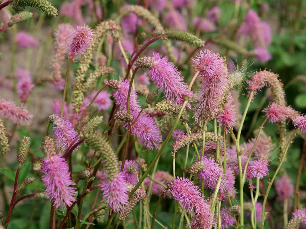 Sanguisorba-hakusanensis