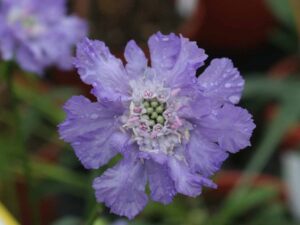 Scabiosa-caucasica-Blaues-Siegel