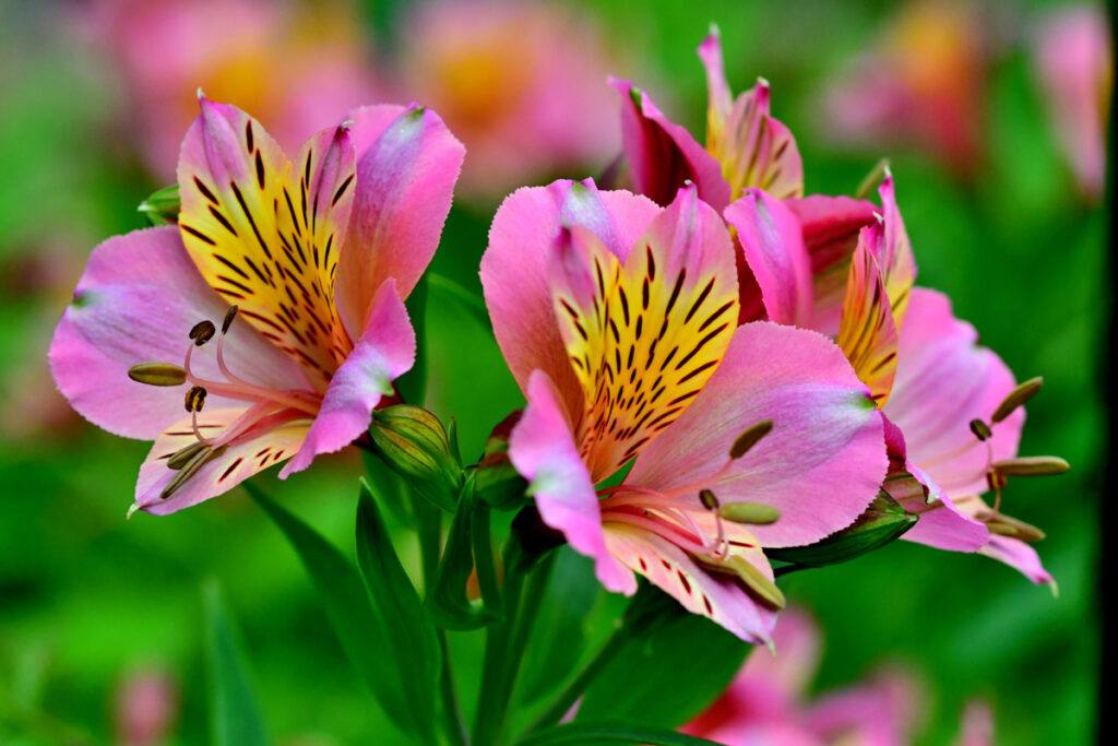 alstroemeria