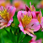 alstroemeria