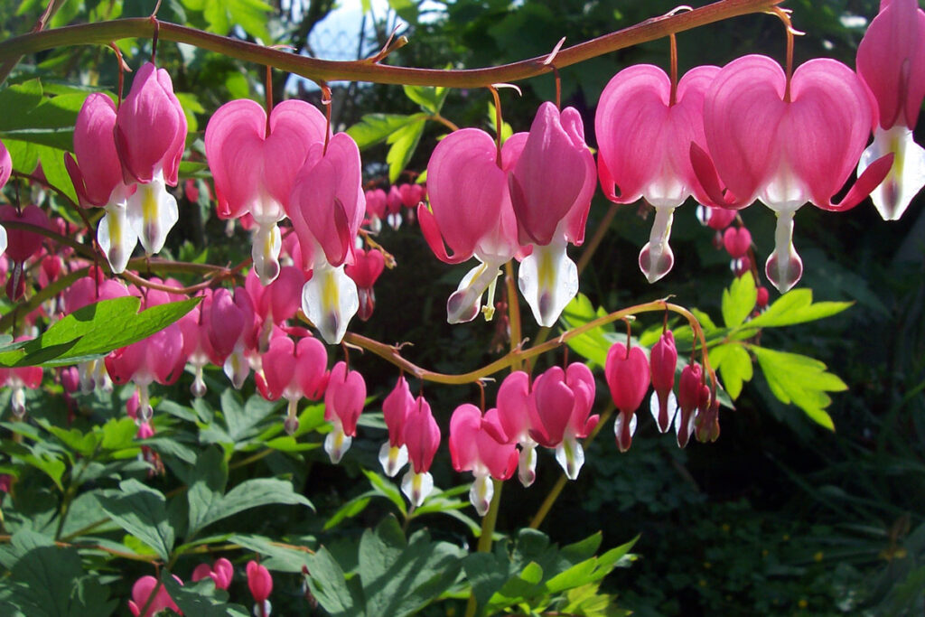 dicentra-spectabilis-1